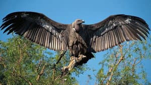 Vultures: Beauty in the Beast — foto 1