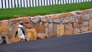 Penguins Under Siege — foto 1