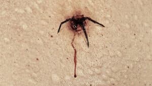 The Plague — foto 1