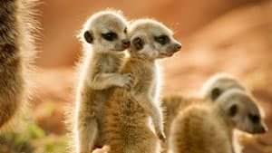 Wild Animals Babies — foto 1