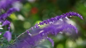 Crisantemos salvajes entre hojas de mi agenda metí una flor — foto 4