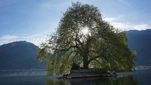 Histoires d'arbres — foto 1
