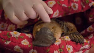 The Platypus Guardian — foto 1