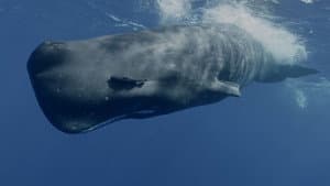 Mammifères marins, les maîtres des abysses — foto 1