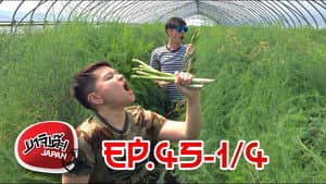 Episodio 31