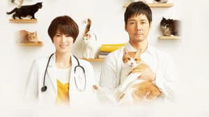 ブランケット・キャッツ — foto 1