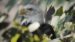 Nature, le retour du sauvage — foto 3