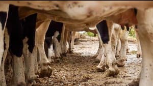 Les vaches n'auront plus de nom — foto 1