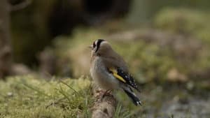 Langue des oiseaux — foto 9