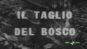 Il taglio del bosco — foto 3
