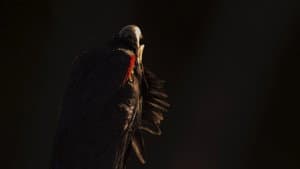 Le Chant des forêts — foto 7