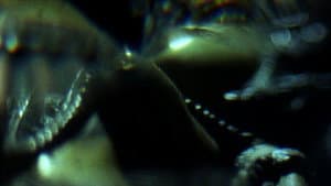棱镜 — foto 2