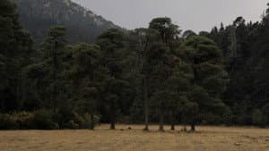 Pradera — foto 4