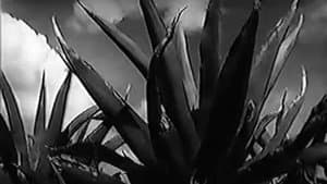 Magueyes — foto 3