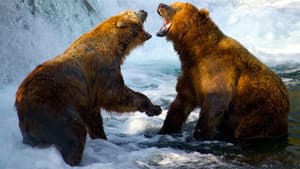 Wild Yellowstone — foto 2