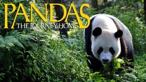 Pandas: El camino a casa — foto 1