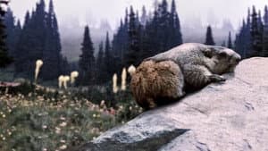 Beaver Valley — foto 1