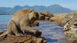 Monkey Planet — foto 4