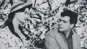 Αμαρυλλίς — foto 1