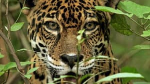 Wild Hunters — foto 1