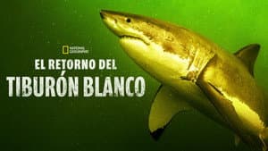 Return of the White Shark — foto 5