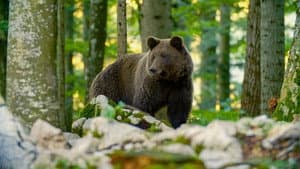 Der Karawankenbär: Auf den Spuren eines Grenzengängers — foto 1