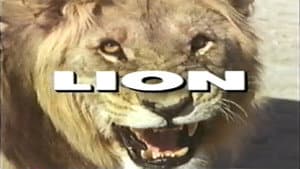 Predators of the Wild: Lion — foto 1