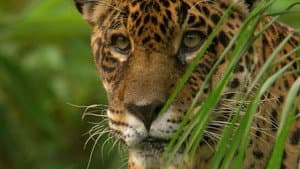 Jaguar: King of the Jungle — foto 1