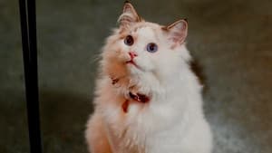 Christmas at the Catnip Café — foto 3