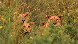 Superpride — foto 5