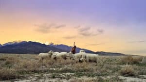 No Ordinary Shepherd — foto 2
