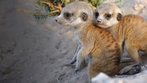 In the Womb: Animal Babies — foto 5