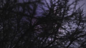 Elms — foto 4