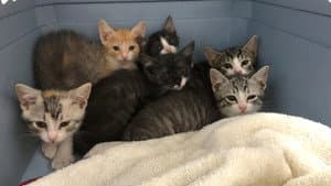 Crazy Cat Lady — foto 1