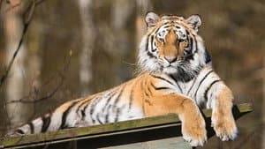 Tigre de Sibérie, seigneur sans frontières — foto 1
