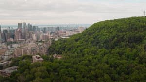 Forêts urbaines — foto 1