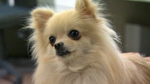 犬を飼うということ — foto 1