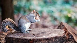 The Super Squirrels — foto 1