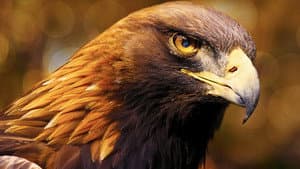 Iberia's Woodlands: Life on the Edge — foto 2