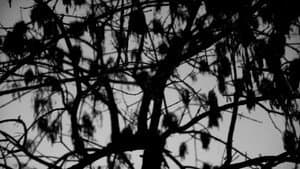 Trilogía de la Luz — foto 1