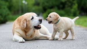 National Geographic Explorer: Science of Dogs — foto 1