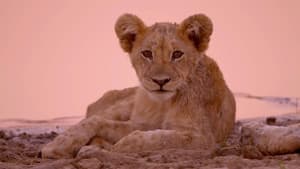 Cazadores de África — foto 11