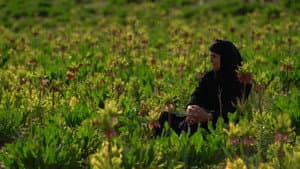 مرثیه ای برای ایل — foto 1