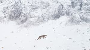 El leopardo de las nieves — foto 8