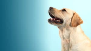 How Dogs Got Their Shapes — foto 2