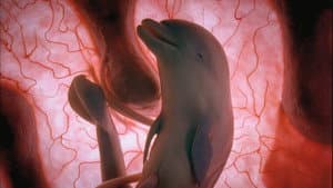 In The Womb: Animals — foto 2