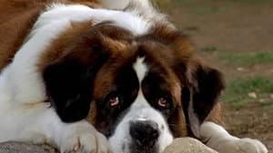 Beethoven 5: El perro buscatesoros — foto 2