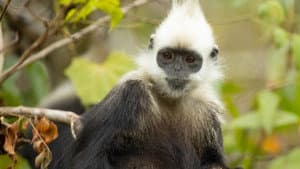 China's Secret Monkey Kingdom — foto 1