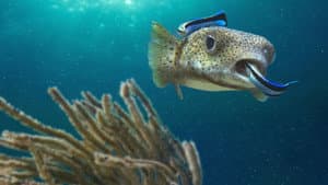 Ocean's Weirdest — foto 3