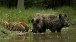 Wild — foto 3